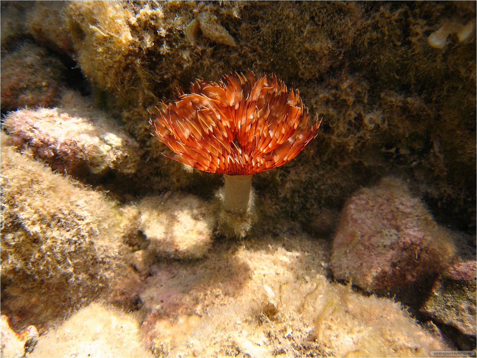 IMG_5585.JPG